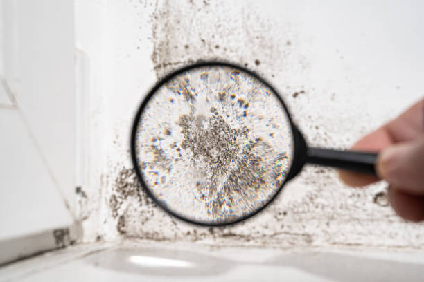 Leawood, KS Mold Remediation Company